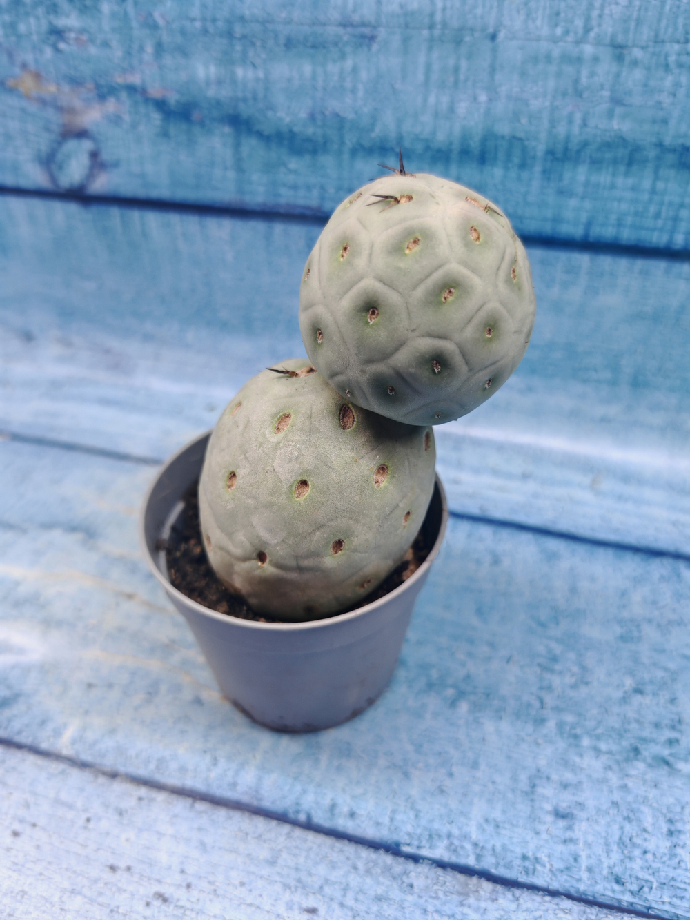 Tephrocactus Geometricus (Тефрокактус)