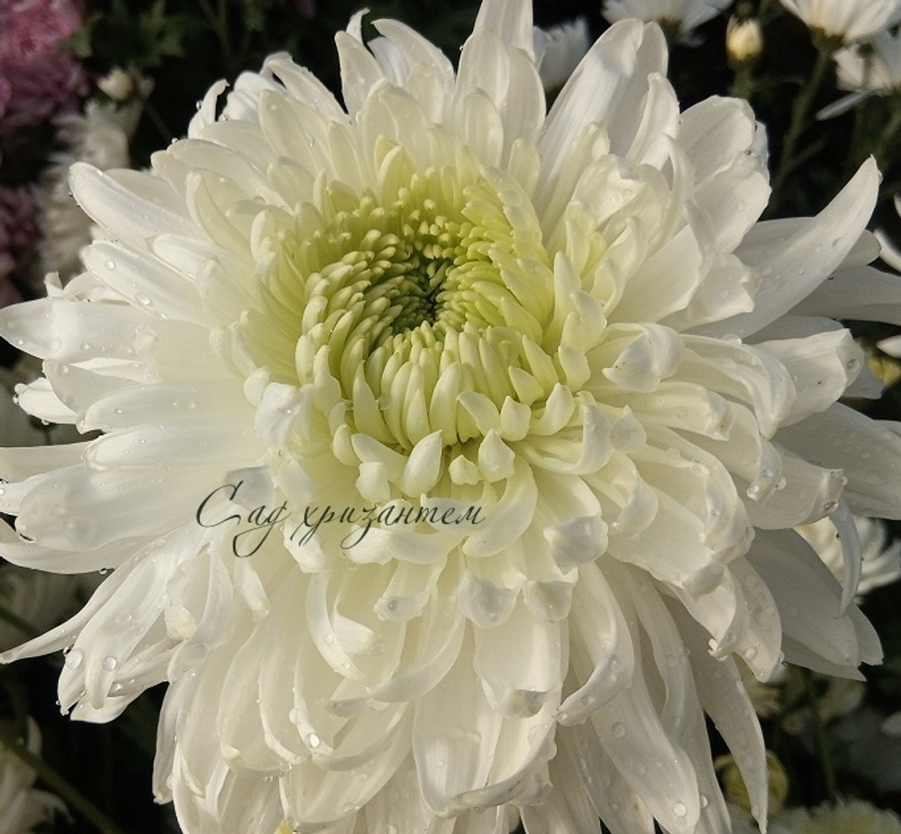 Хризантема одноголовая Magnum ☘ о.13 (нет в наличии)