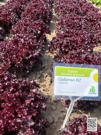 ОРБИТАЛ семена салата (Rijk Zwaan | Alexagro) – фото 2