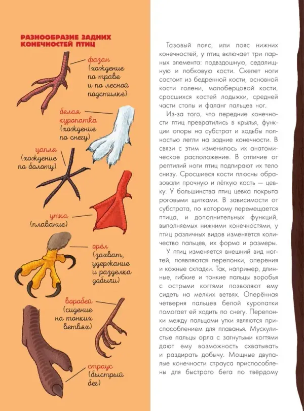 Птицы. Биология. Физиология