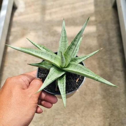 Сансевиерия KASIH