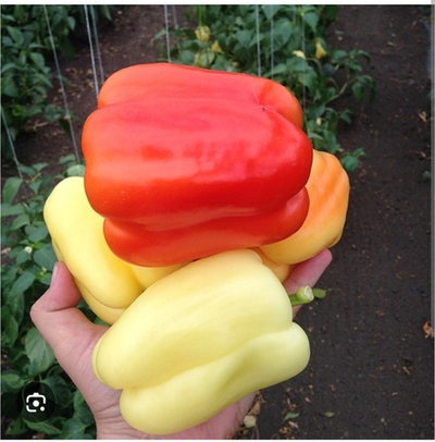 Перец Оида F1 / Oida F1  1000 семян