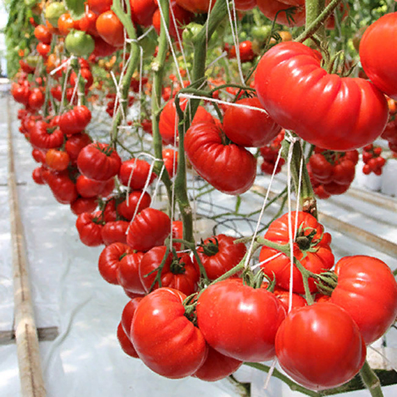 Сарра F1 семена томата индетерминантного (Clause / ALEXAGRO) культура – фото 4