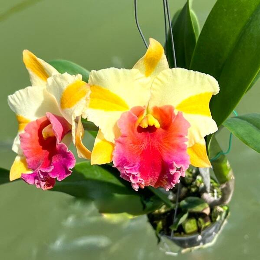 Орхидея ринхолелиокаттлея RLC. MISS THAILAND PANADDA