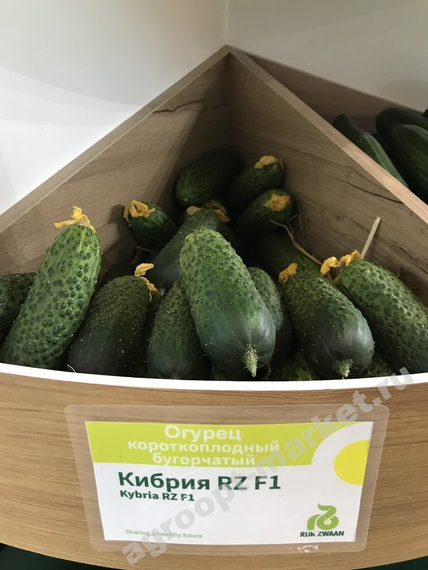 КИБРИЯ F1 семена огурца Rijk Zwaan семена – фото 3