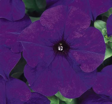 S6057 Петуния кустовая Grandiflora DREAMS MIDNIGHT 1000 шт.