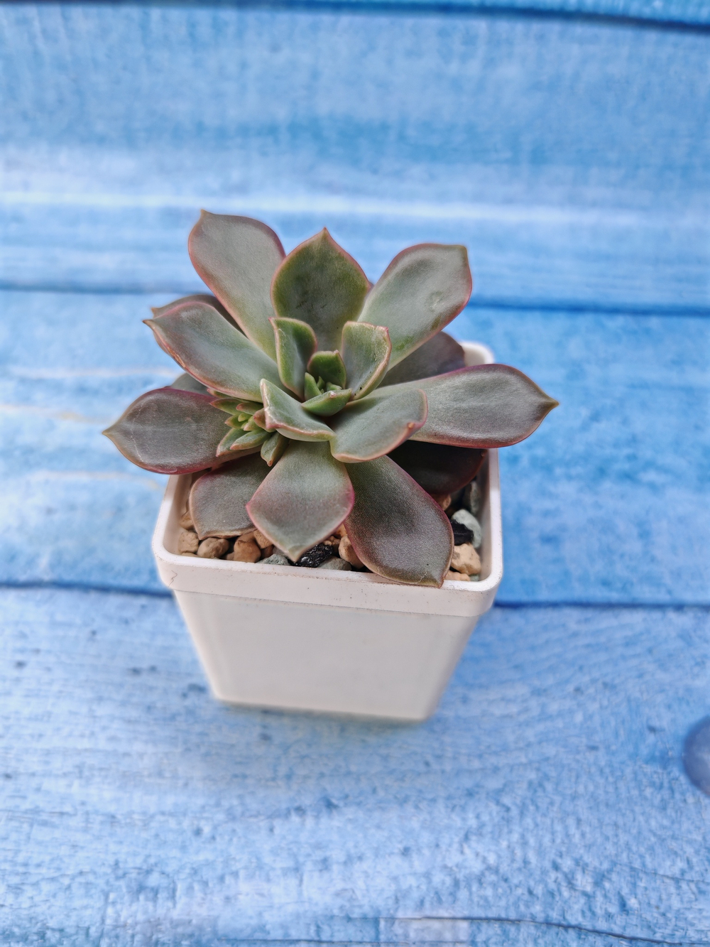 Echeveria Mina (Эхеверия)