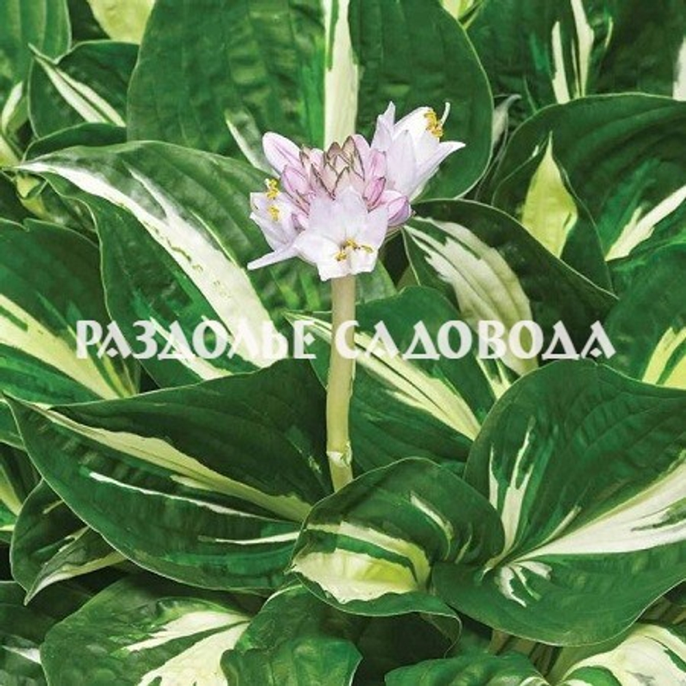 Хоста гибридная Стинг (горшок 3л)