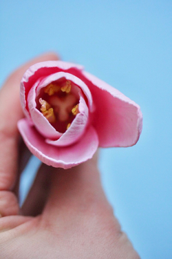 Вайнер лепесток тюльпана "Овал"