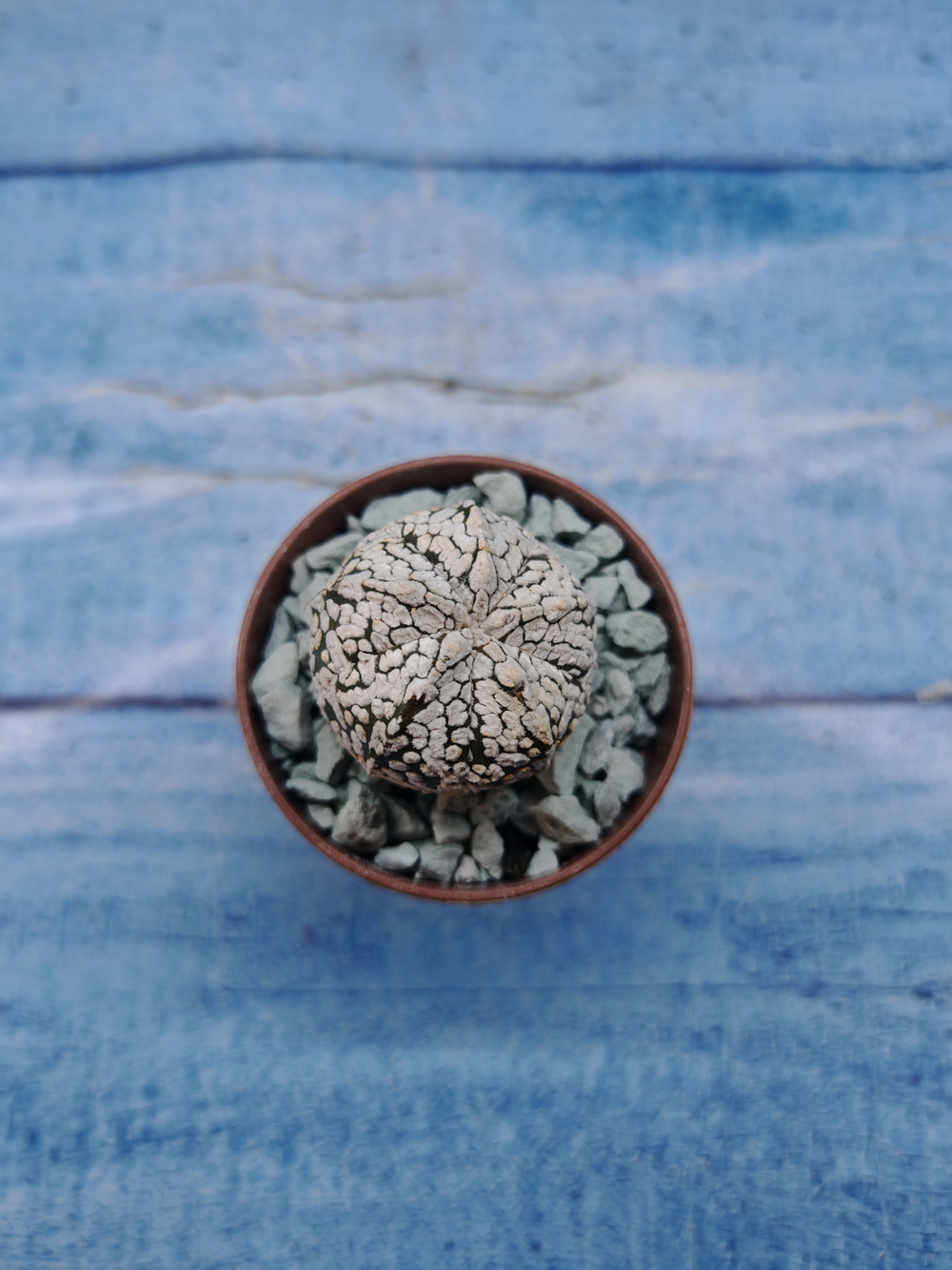 Astrophytum Asterias "Super Kabuto" (Астрофитум)