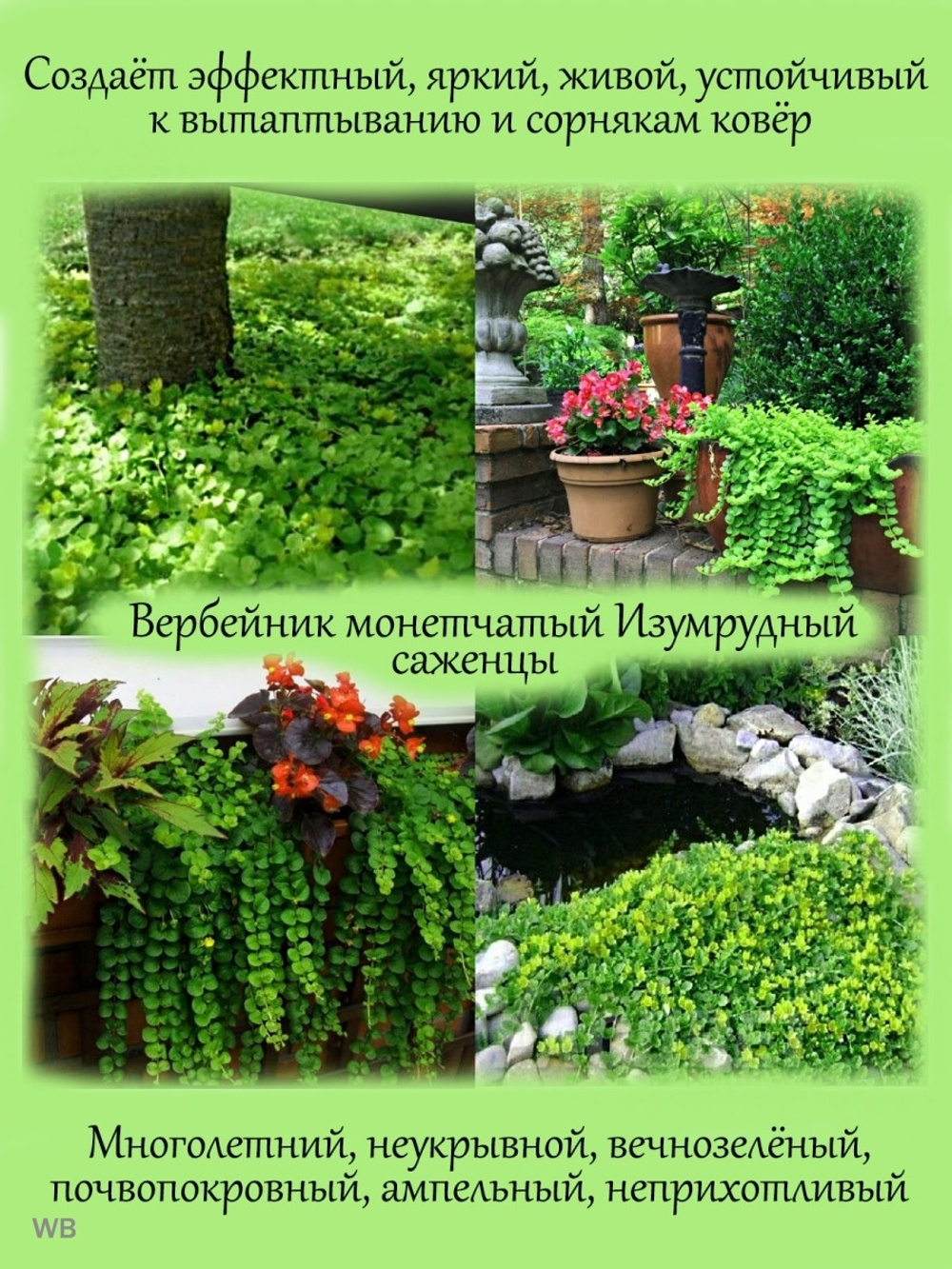 Вербейник Лизимахия монетчатый изумрудный многолетний