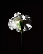 BDK Parfums Pas Ce Soir EDP