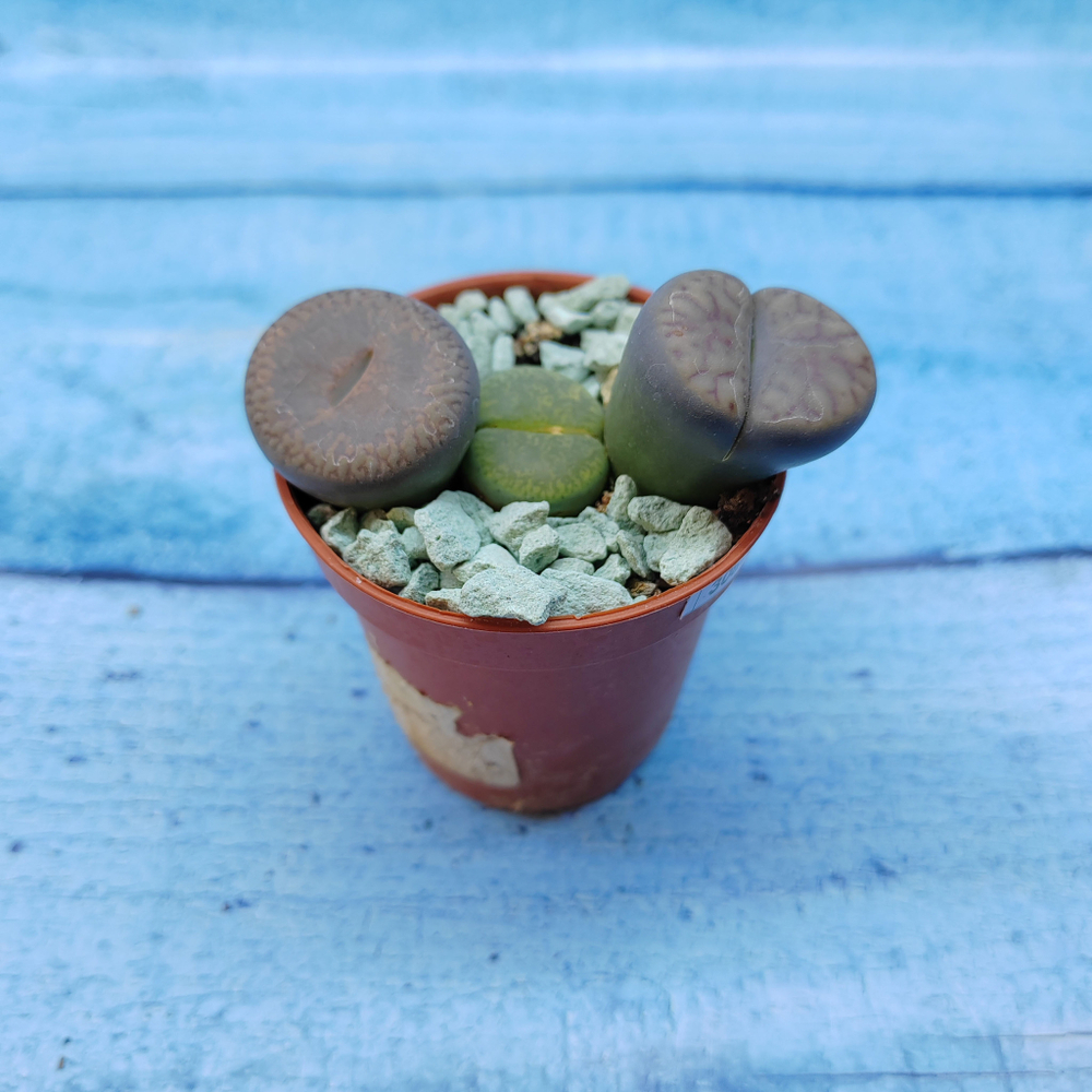 Lithops sp. (Литопсы)