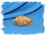 Ракушка Ципрея Зебра (Cypraea zebra)