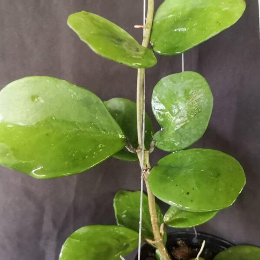 Хойя OBOVATA