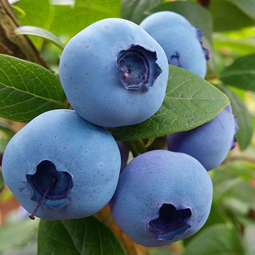 Голубика Норт Блю