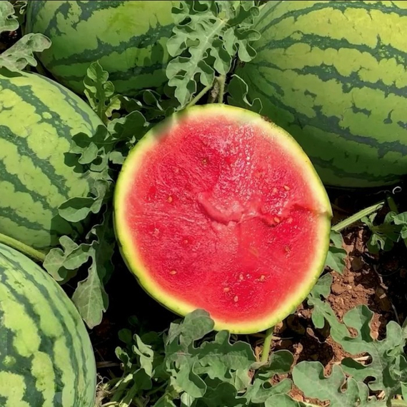 Коралсиньо_F1_семена_арбуза_Rijk_Zwaan_купить_оптом – фото 2