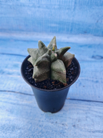 Astrophytum Myriostigma monstrosa (Астрофитум)