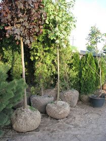 Клён остролистный