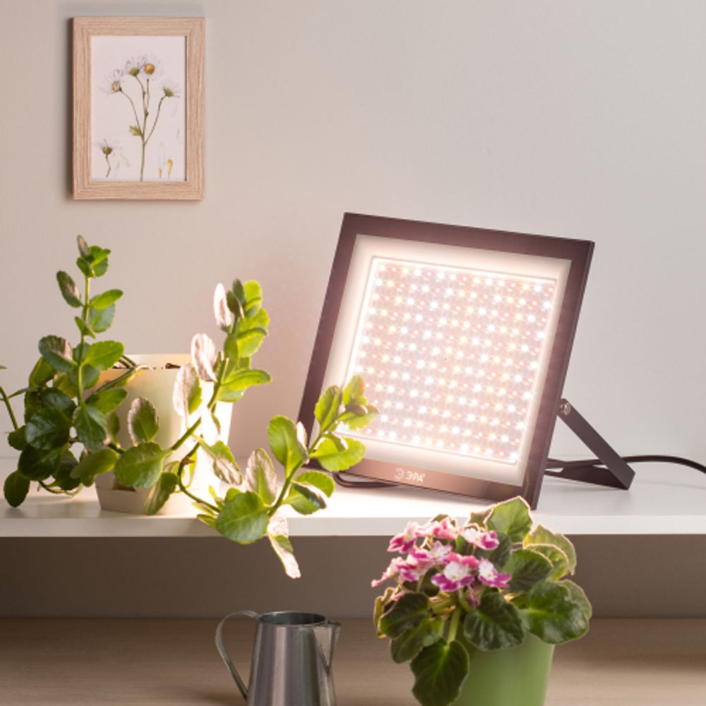 Фитопрожектор для растений светодиодный ЭРА FITO-100W-Ra90-LED для цветения и плодоношения полного спектра 100 Вт | Фито прожекторы