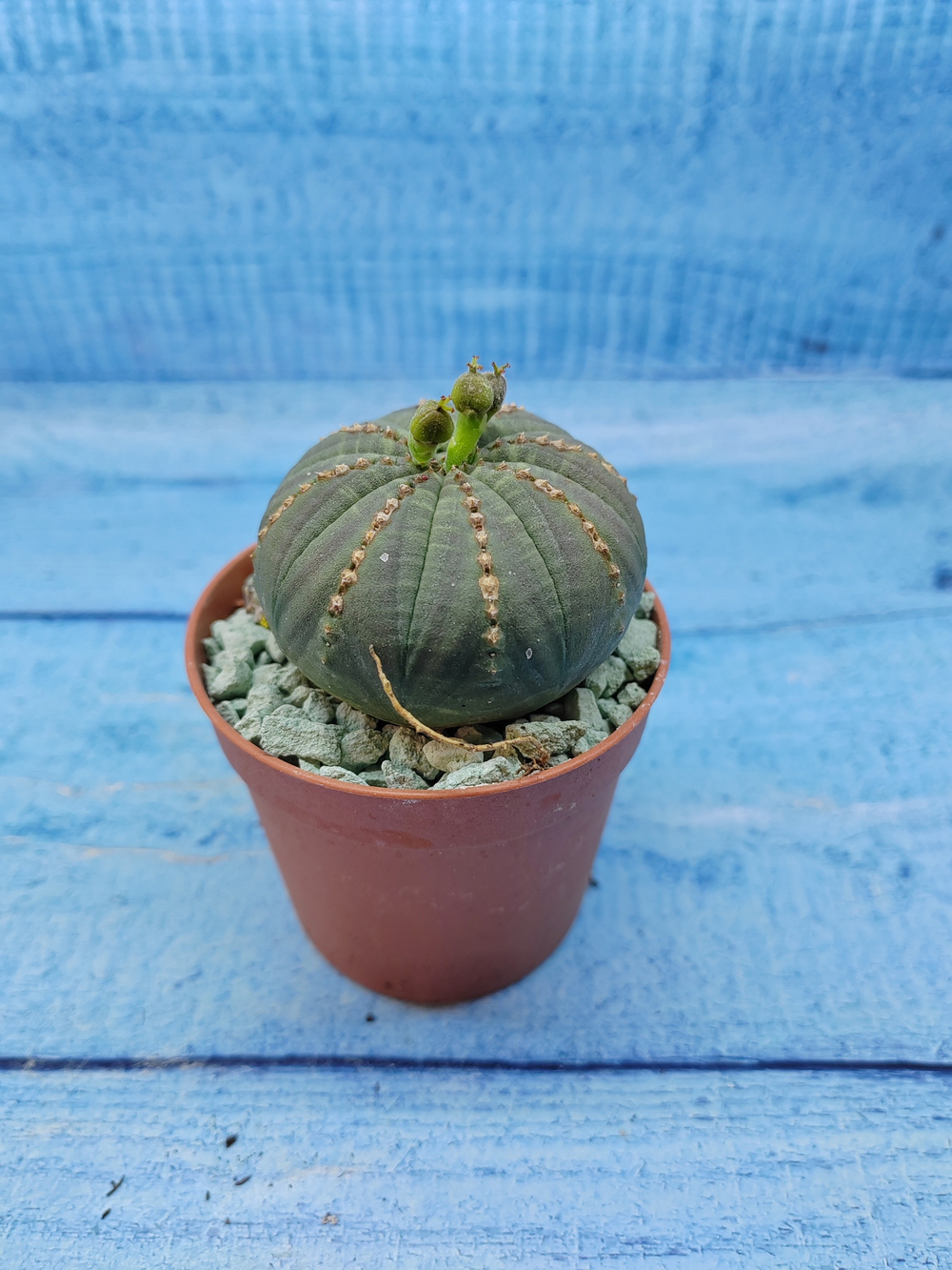 Euphorbia Obesa (Эуфорбия)
