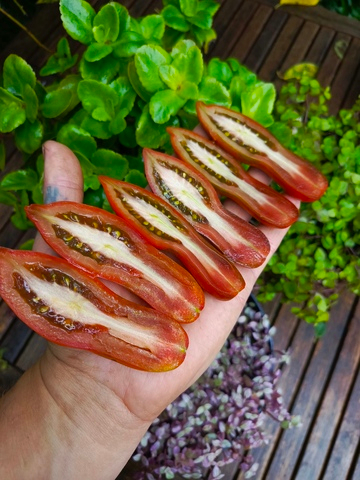 Фляшентомат Коричневый сорт томата