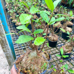 Гиднофитум H.FORMICARIUM