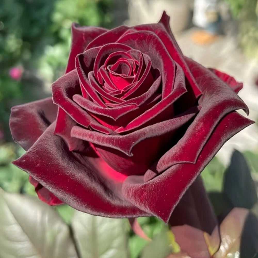 Роза чайно-гибридная Black Baccara