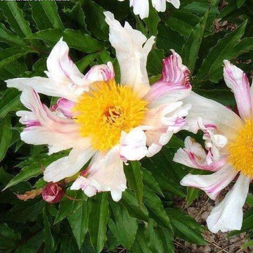 Пион Твиттерпейтед