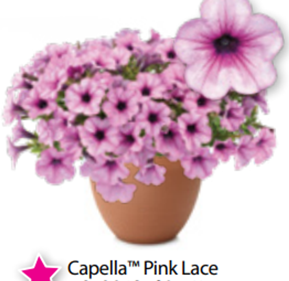 Петуния Capella Pink Lace ОКС укорененные черенки 1-10 марта