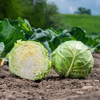 Капуста белокочанная  Джетодор F1 2500 (семян)