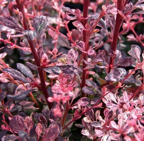 Барбарис Тунберга Розетта