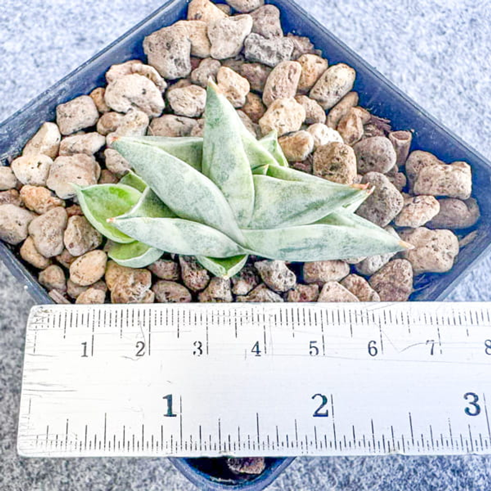 Сансевиерия BONCEL MINI WHITE VAR