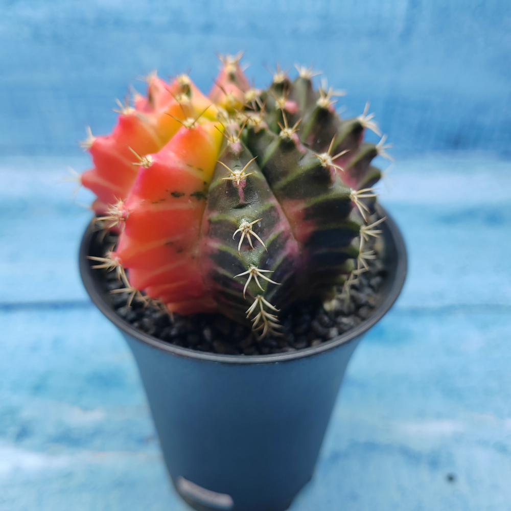 Gymnocalycium Variegata (Гимнокалициум Вариегатный)