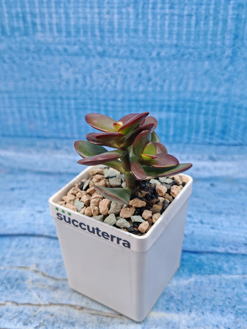 Crassula Ovata Minor (Крассула)