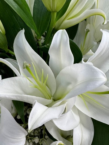 Букет из 7 белых лилий