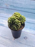 Gymnocalycium Spineless Crested form (Гимнокалициум Кристатный)