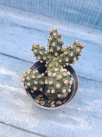 Tephrocactus Molinensis (Тефрокактус)
