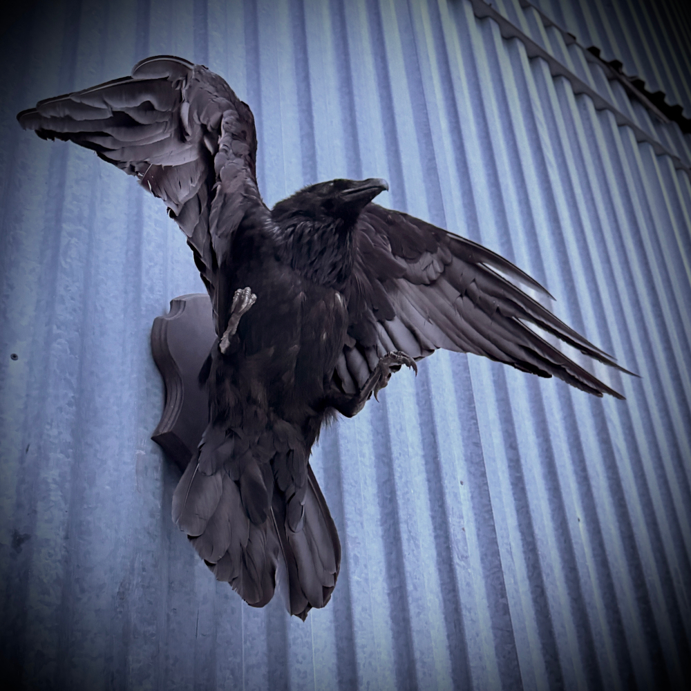 Чучело ворона