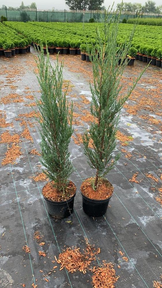 Можжевельник скальный Блю Арроу 40-60 см Закупка М49 весна 2026