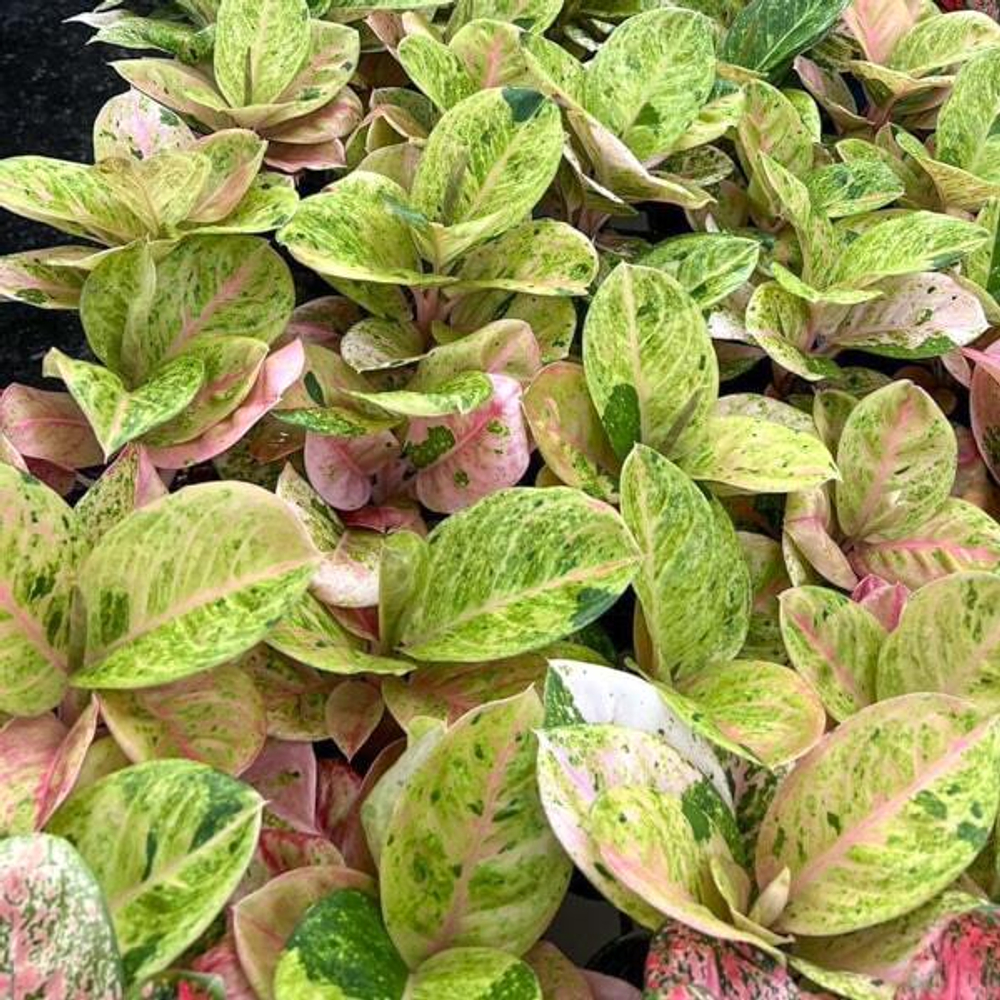 Аглаонема GAMLAI THONG / PINK EMERALD (A139)