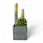 Кактус искусственный в кашпо (высота композиции 35 см)