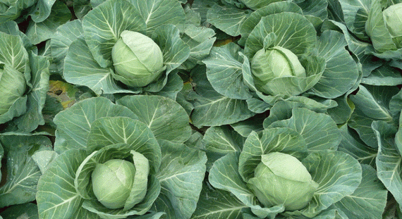 ГРИН ФЛЭШ F1 семена капусты белокочанной Seminis описание