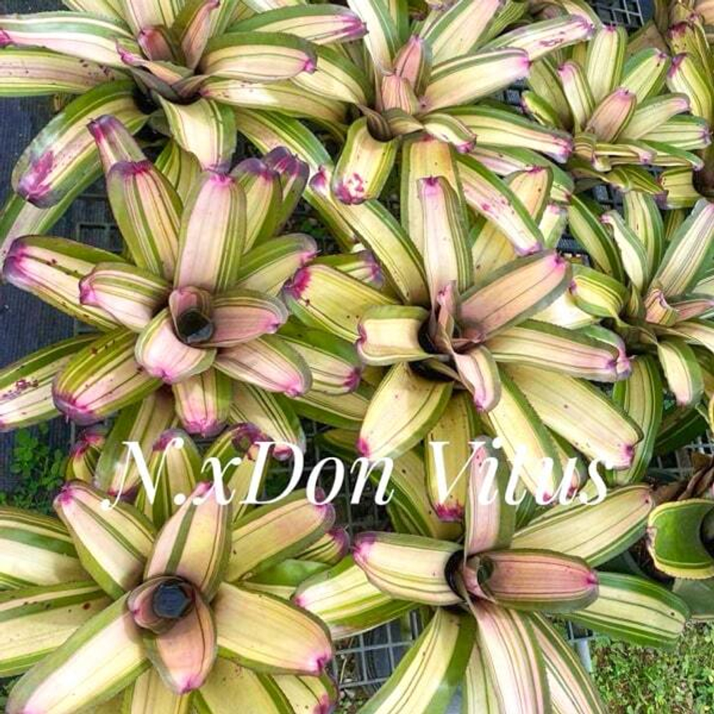 Неорегелия X DON VITUS