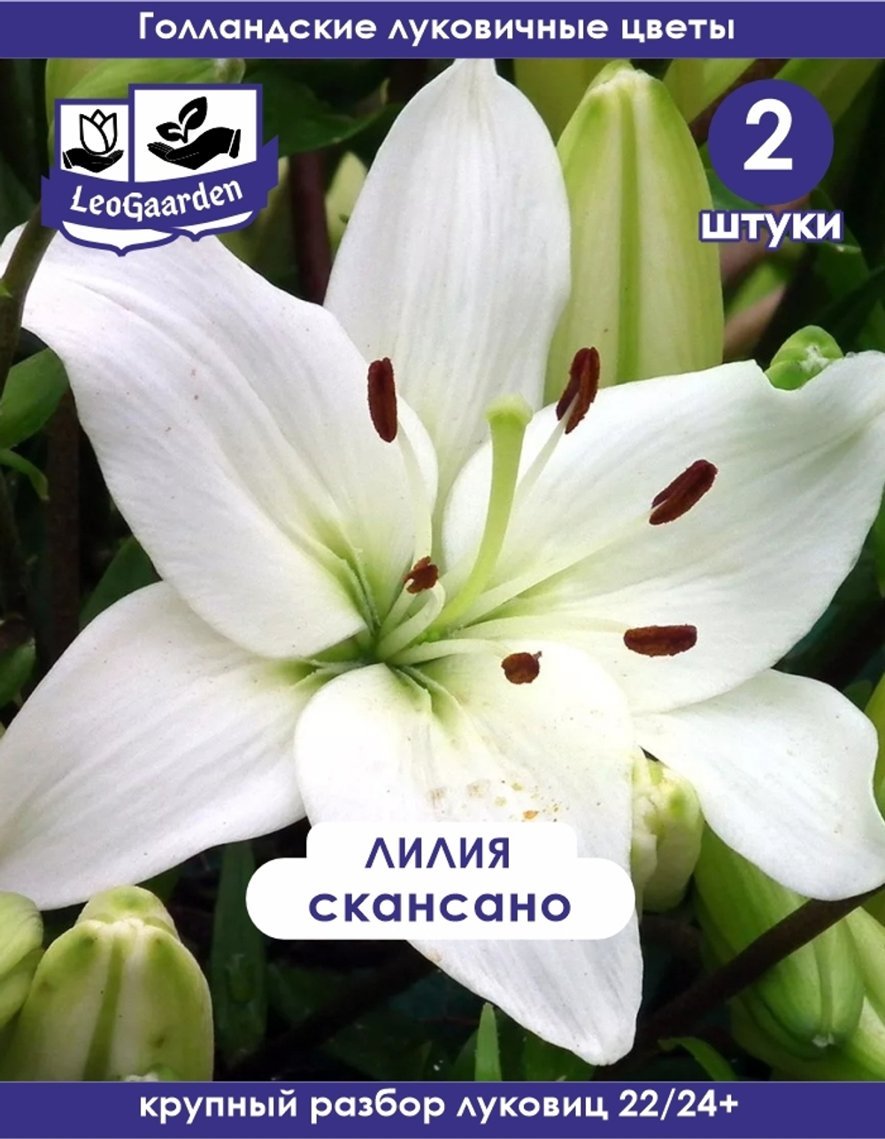 Луковичные цветы лилия Скансано, разбор 22/24, 2 шт
