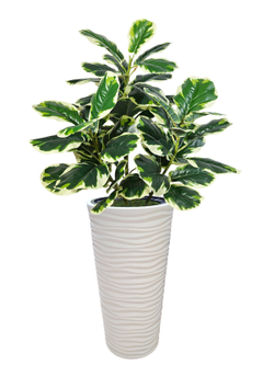 Искусственное растение Фикус Лирата 120 см пестрый в высоком круглом белом кашпо