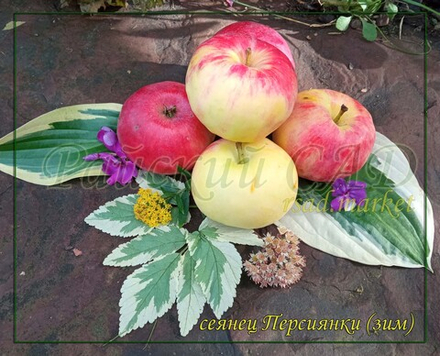 Яблоня Сеянец Персиянки