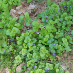 Будра плющевидная. Glechoma hederacea.