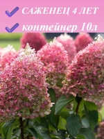 Пинк Промис гортензия метельчатая