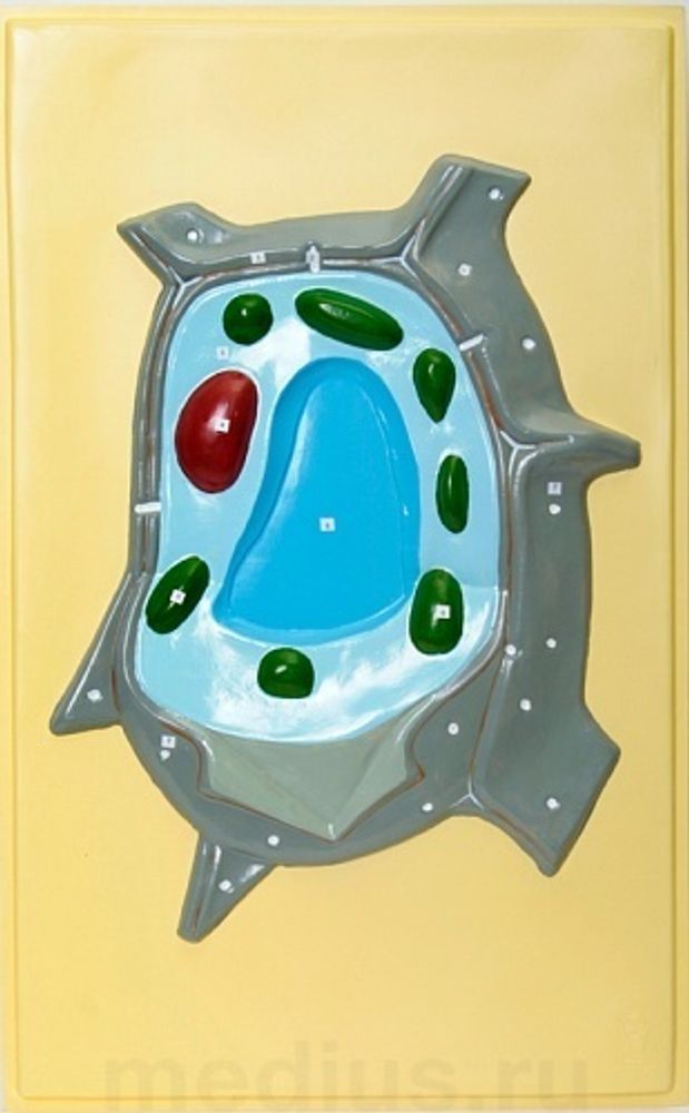 Барельефная модель Растительная клетка
